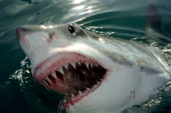 Great white shark photographed in Ganbaai, South Africa. ... by Ivo Kocherscheidt 